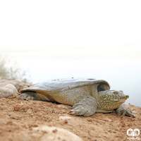 گونه لاکپشت فراتی Mesopotamian Softshell Turtle